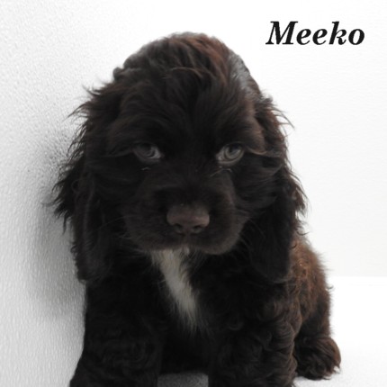 puppy, for, sale, Cocker Spaniel, Joe & Cherri  Overlease, dog, breeder, Miller, MO, dog-breeder, puppy-for-sale, forsale, nearby, find, puppyfind, locator, puppylocator, aca